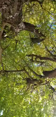 王子白髭神社の自然