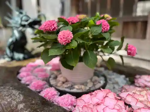 琴似神社の手水