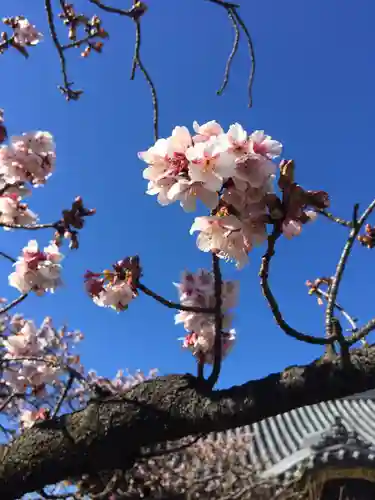 西新井大師総持寺の自然