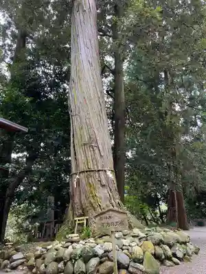 佐那神社の自然