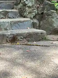 大山祇神社の動物(2022年06月16日(木) 22時54分56秒投稿)