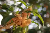 豊景神社の自然