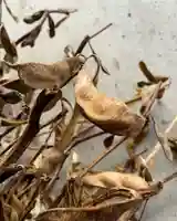 滑川神社 - 仕事と子どもの守り神(福島県)