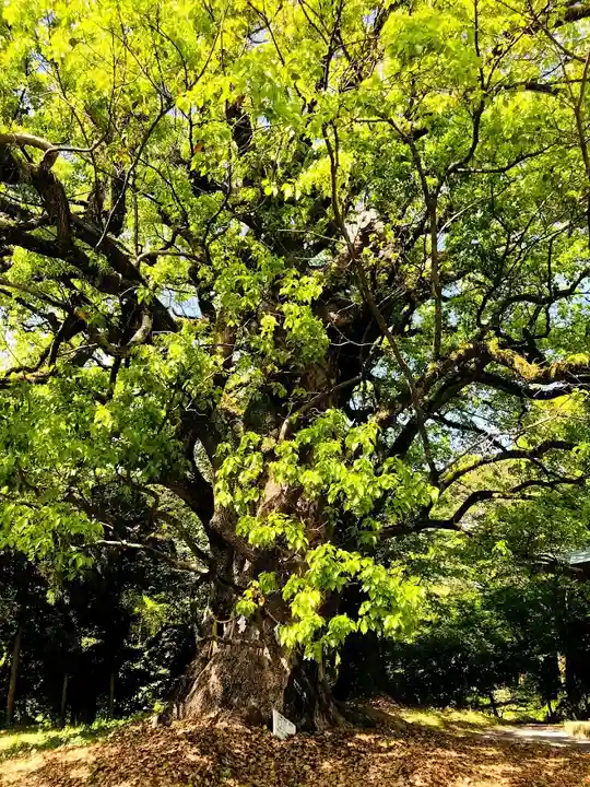 千栗八幡宮の自然