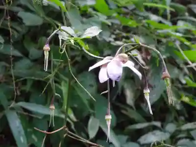 武蔵御嶽神社の自然