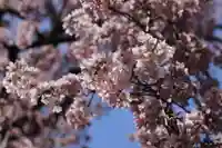 愛宕神社の自然