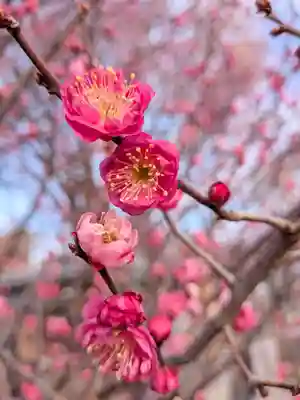 成願寺(東京都)