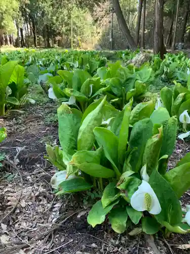 玉藻稲荷神社の自然
