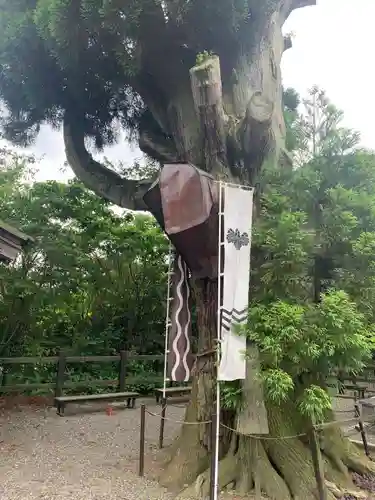 春日神社の自然