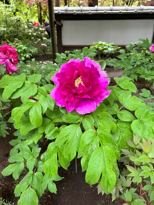 上野東照宮の自然