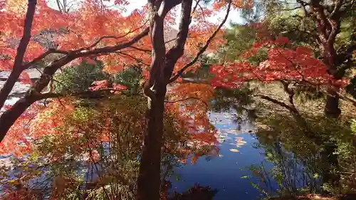 龍安寺の庭園