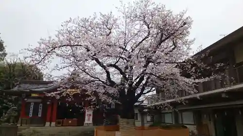旗岡八幡神社の自然