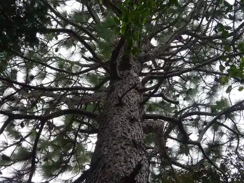 公所浅間神社の自然