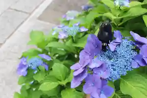 くまくま神社(導きの社 熊野町熊野神社)の自然(2022年06月11日(土) 18時33分40秒投稿)