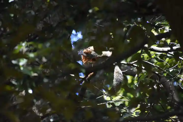 葛原岡神社の動物