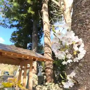 高司神社〜むすびの神の鎮まる社〜の自然(2021年04月10日(土) 17時41分52秒投稿)