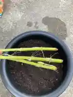 總社 和田八幡宮(福井県)