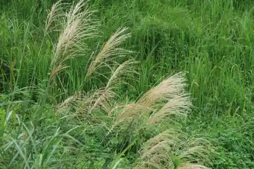 大六天麻王神社の自然