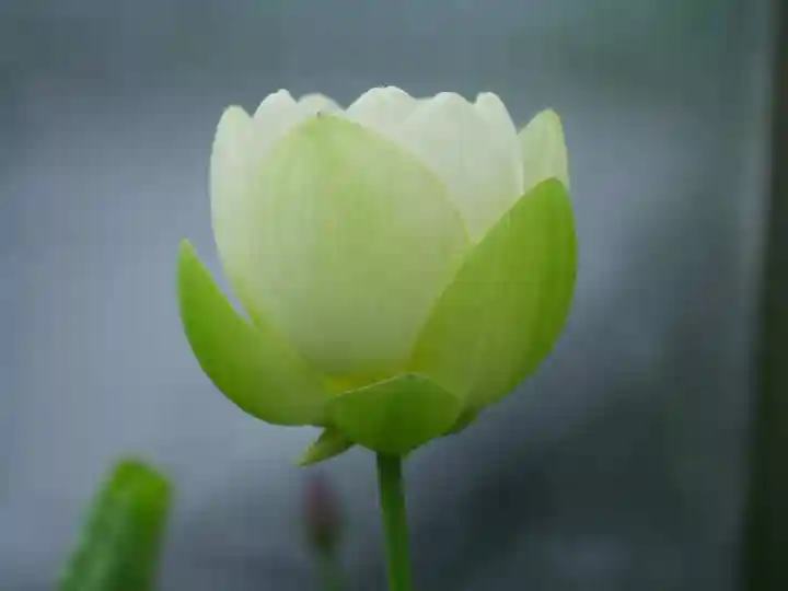 極楽山 浄土寺(北海道)