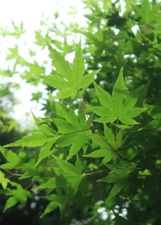 星田妙見宮(大阪府)