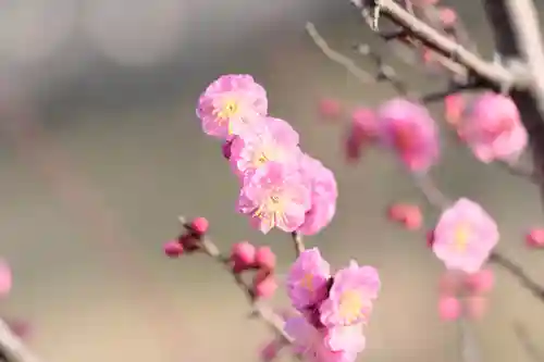 多治速比売神社の自然