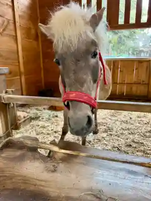 平塚八幡宮の{uncategorized: "未分類", other: "その他", undefined: "問題あり", building: "その他建物", grave: "お墓", sacred_gate: "鳥居", guardian: "狛犬", statue: "像", buddha: "仏像", history: "歴史", nature: "自然", garden: "庭園", animal: "動物", pagoda: "塔", temizu: "手水舎", mountain_gate: "山門・神門", sanctuary: "本殿・本堂", subordinate: "末社・摂社", art: "芸術", scenery: "景色", jizo: "地蔵", ema: "絵馬", goshuin: "御朱印", omikuji: "おみくじ", items: "授与品その他", amulet: "お守り", goshuincho: "御朱印帳", eats: "食事", festival: "お祭り", votive_dance: "神楽", shichigosan: "七五三参", wedding: "結婚式", experience: "体験その他", initially: "初詣", around: "周辺", anti_infection: "感染症対策"}