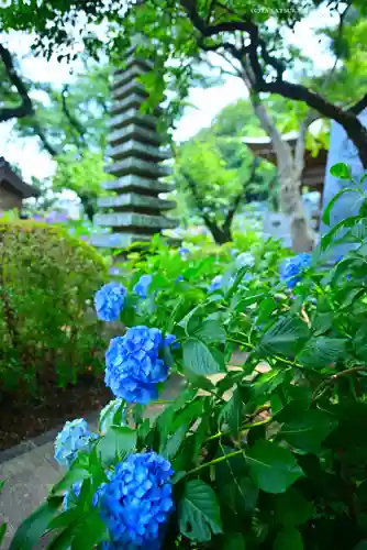 妙楽寺(神奈川県)