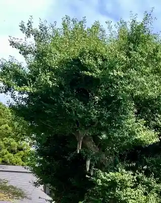 村山浅間神社(静岡県)