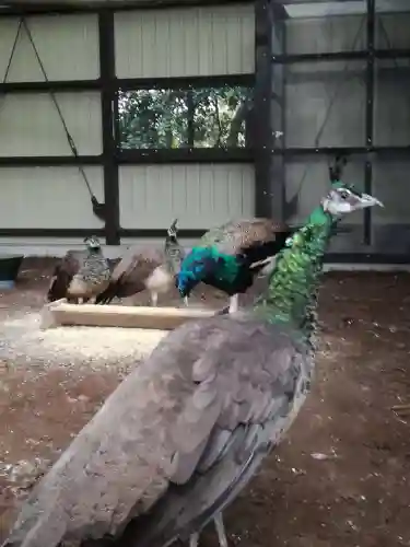 岩槻久伊豆神社の動物