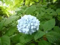 明月院(神奈川県)