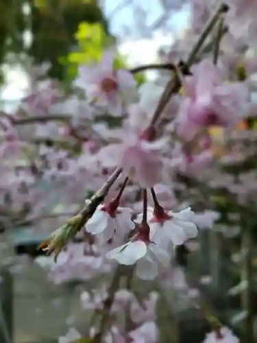 鳩森八幡神社の自然