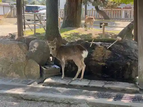 氷室神社の{uncategorized: "未分類", other: "その他", undefined: "問題あり", building: "その他建物", grave: "お墓", sacred_gate: "鳥居", guardian: "狛犬", statue: "像", buddha: "仏像", history: "歴史", nature: "自然", garden: "庭園", animal: "動物", pagoda: "塔", temizu: "手水舎", mountain_gate: "山門・神門", sanctuary: "本殿・本堂", subordinate: "末社・摂社", art: "芸術", scenery: "景色", jizo: "地蔵", ema: "絵馬", goshuin: "御朱印", omikuji: "おみくじ", items: "授与品その他", amulet: "お守り", goshuincho: "御朱印帳", eats: "食事", festival: "お祭り", votive_dance: "神楽", shichigosan: "七五三参", wedding: "結婚式", experience: "体験その他", initially: "初詣", around: "周辺", anti_infection: "感染症対策"}