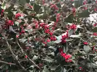 木舟山 順教寺の自然