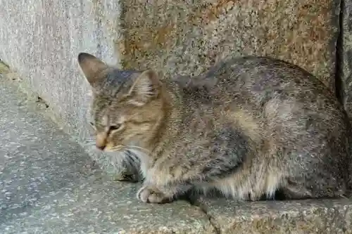 瓢箪山稲荷神社の動物