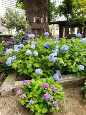 磐井神社(東京都)