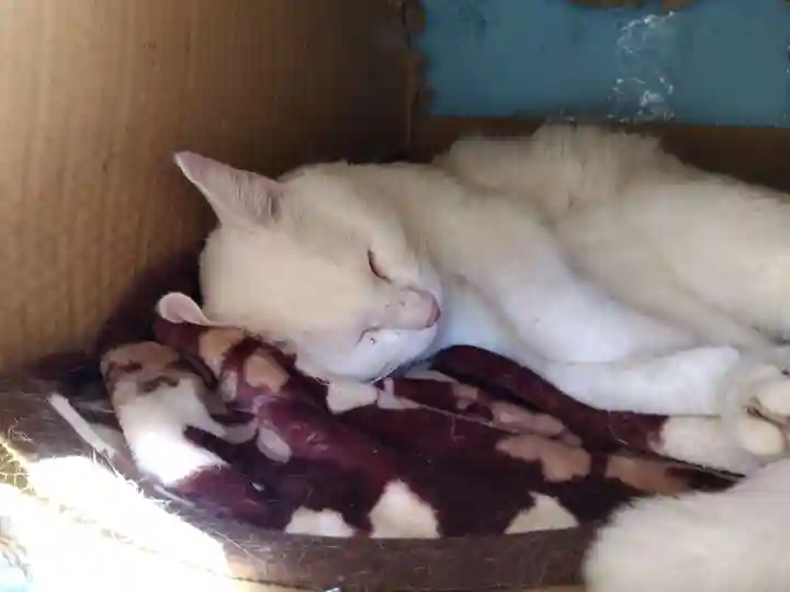 御誕生寺(猫寺)(福井県)