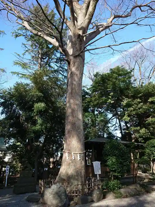 前鳥神社の自然