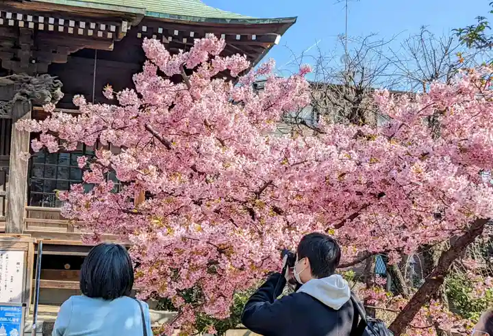 桜神宮の自然