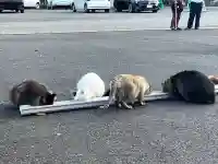 御誕生寺(猫寺)(福井県)