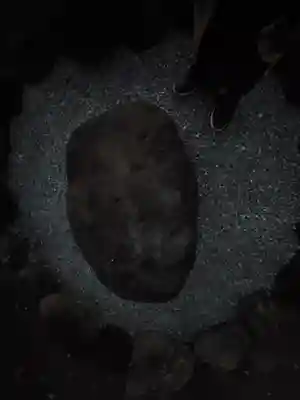 避来矢神社(埼玉県)