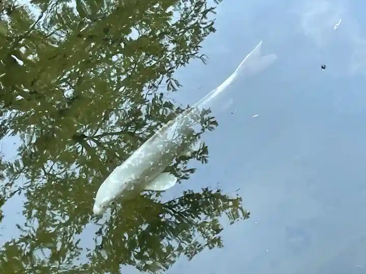 北海道護國神社の動物