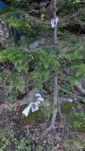 南豪神社のおみくじ
