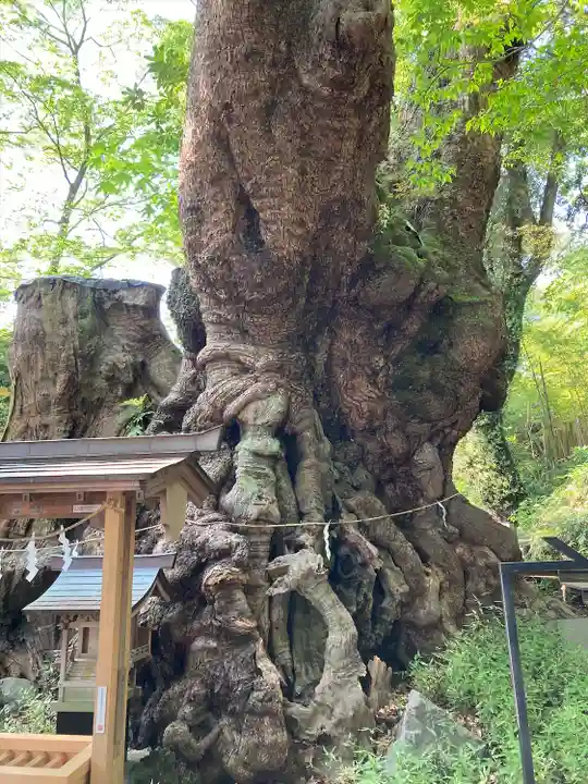 來宮神社(静岡県)
