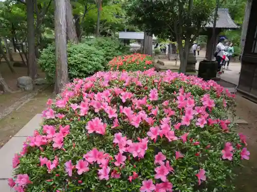 豪徳寺の庭園