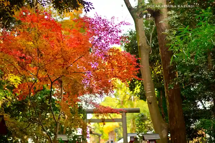 鷲宮神社(埼玉県)
