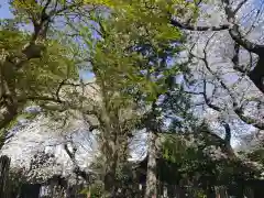 海蔵寺(東京都)