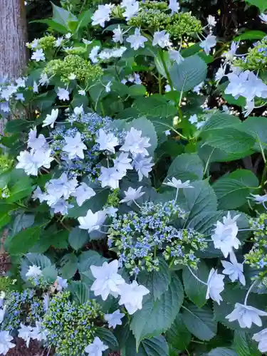 沙沙貴神社の自然