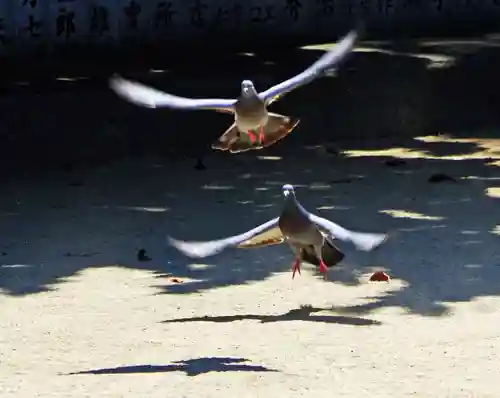 三津厳島神社の動物