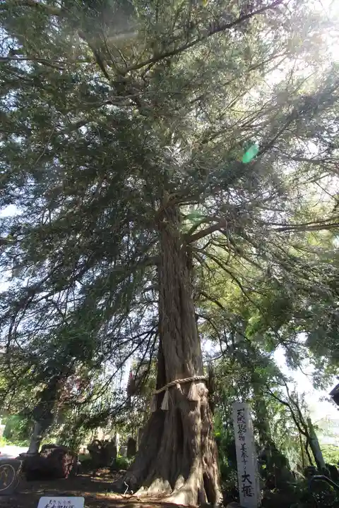 善養寺(善養密寺)(東京都)