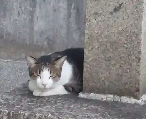 刺田比古神社の動物